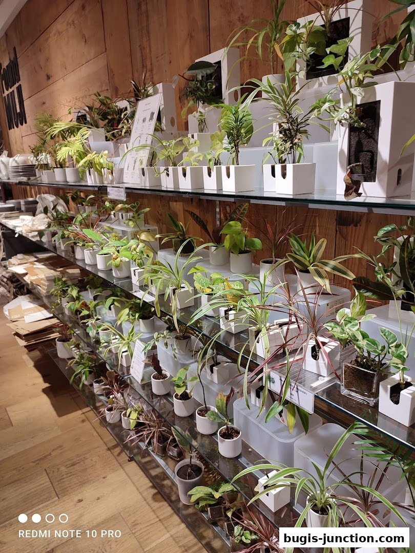 A display of various potted plants on shelves in a store with a wooden wall.
