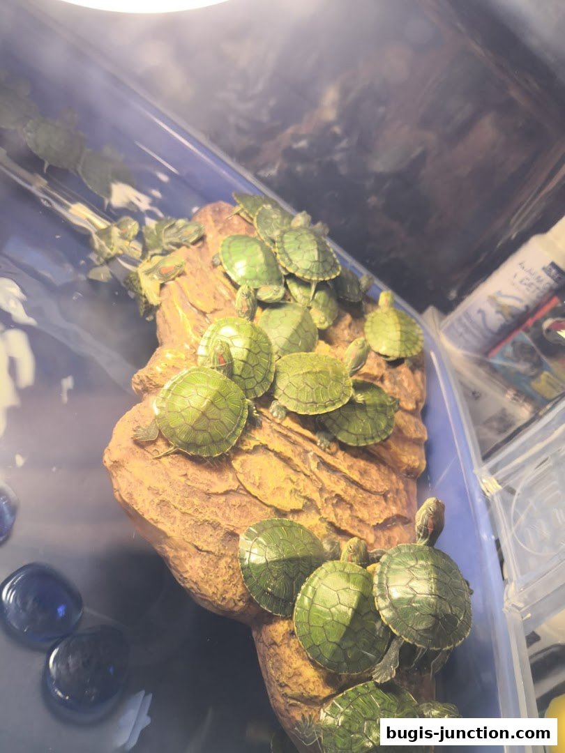 A group of small turtles basking on a rock in a tank.