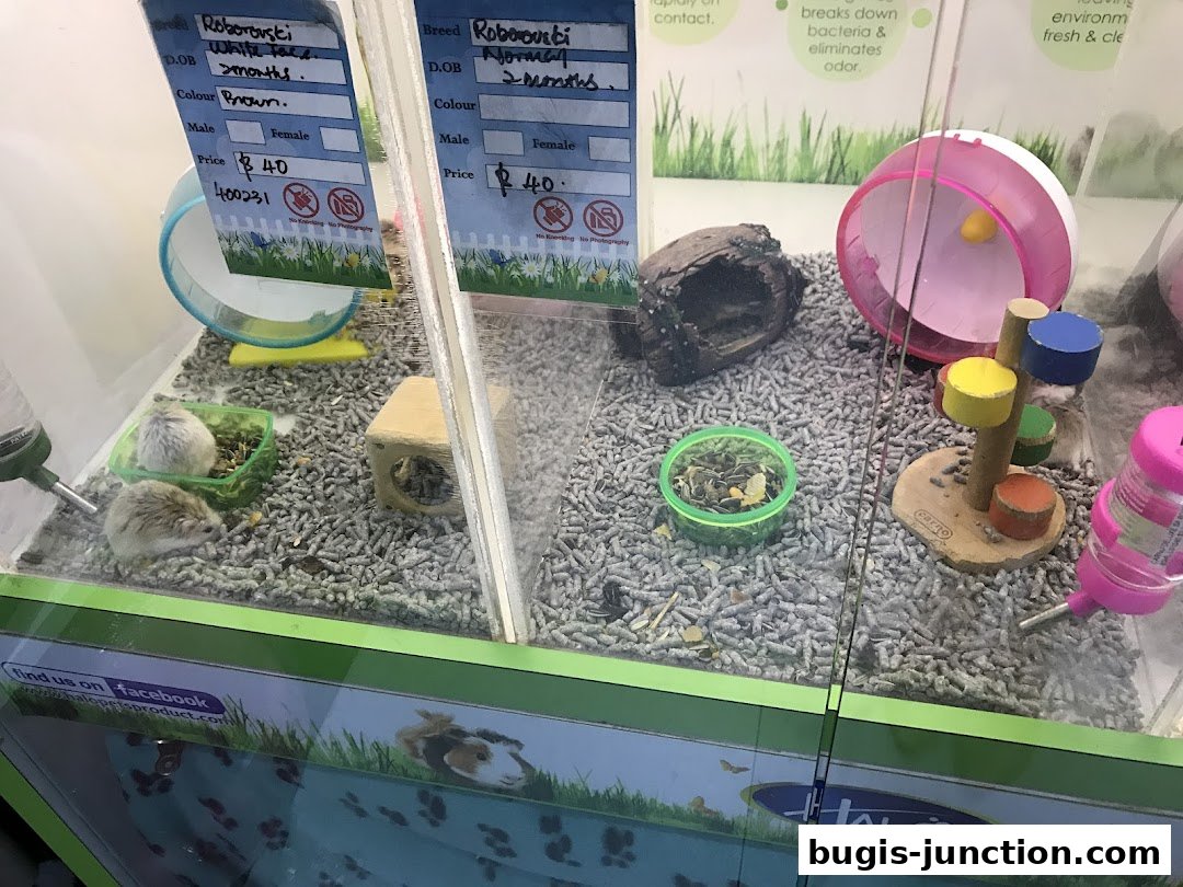 Hamsters in a display cage with wheels, food, and water bottles.