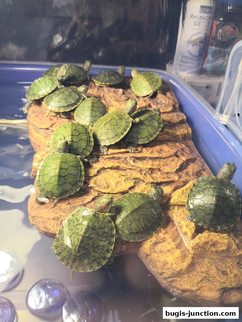 A group of small red-eared slider turtles basking on a rock in a tank.