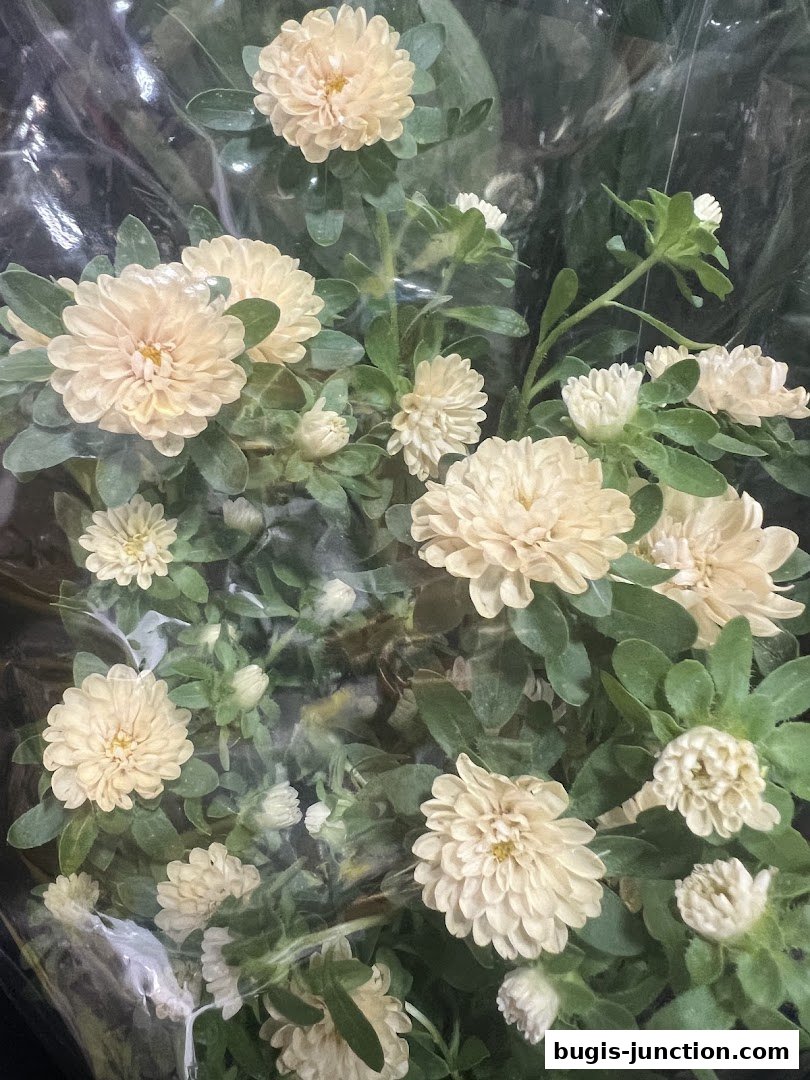 A close-up view of a bouquet of light-colored chrysanthemums with green leaves.