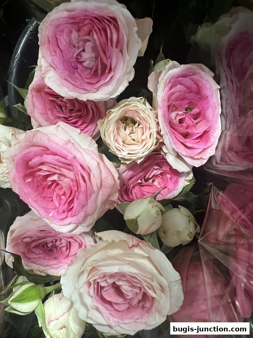 A close-up view of a bouquet of pink and white roses with some buds.